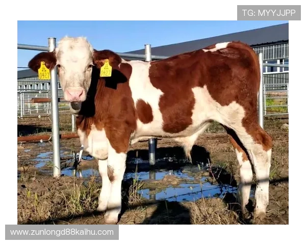 尊龙凯时中国：多样化游戏类型推荐，满足不同玩家的个性化需求